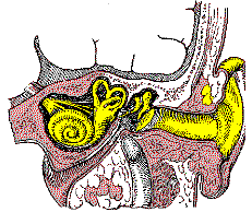 ear.gif (9574 Byte)